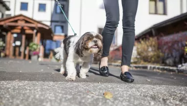 Nem kell már a kutyánkat otthon hagyni